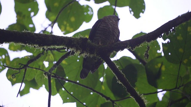 Double-toothed Kite - ML412231291