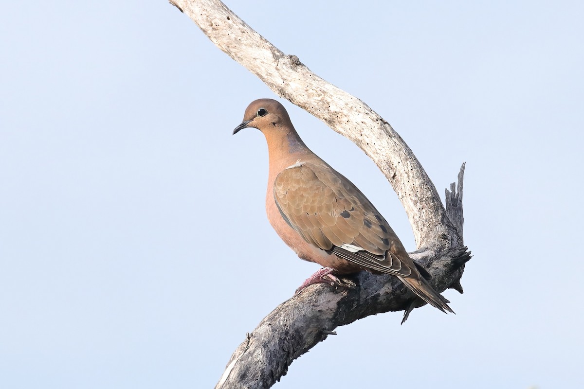 Zenaida Dove - ML412232471