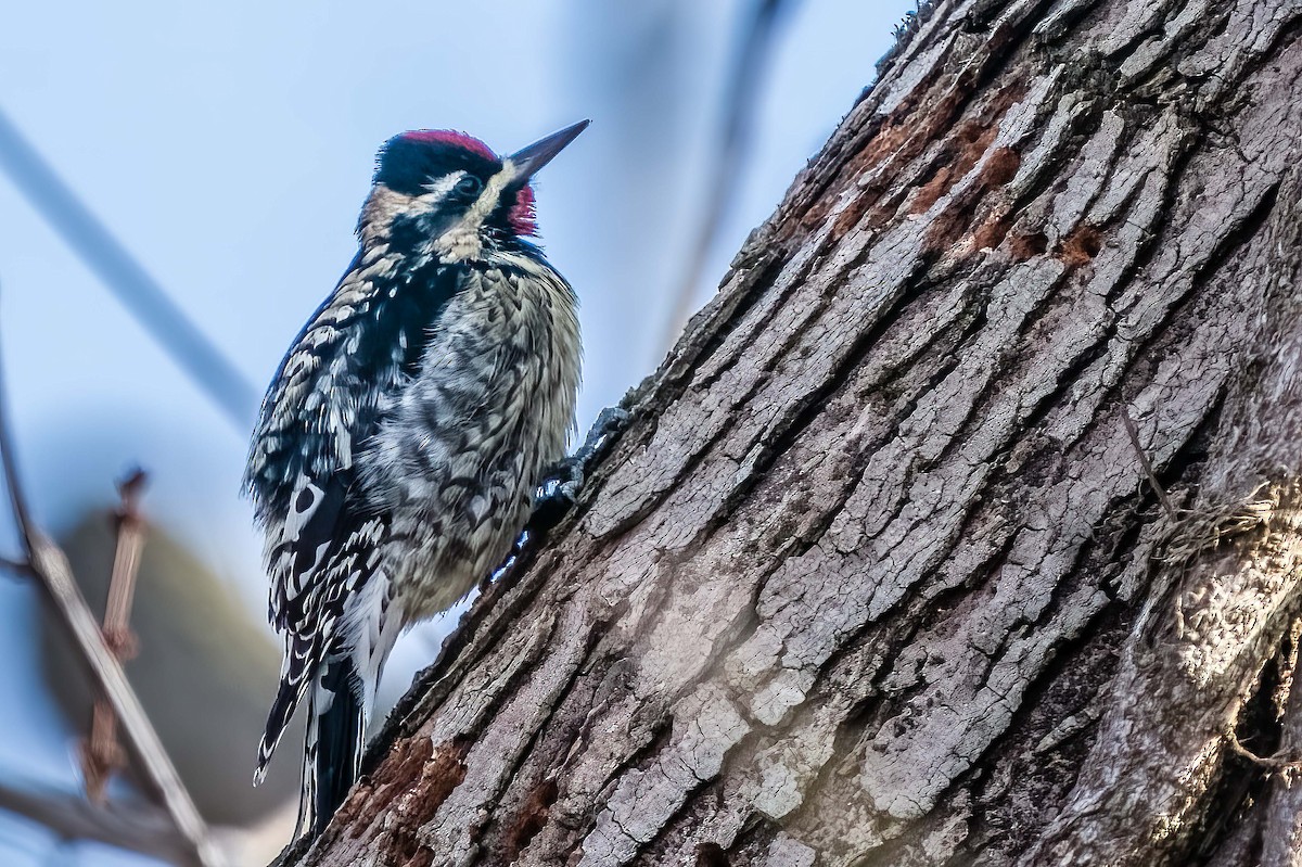 Yellow-bellied Sapsucker - ML412234861