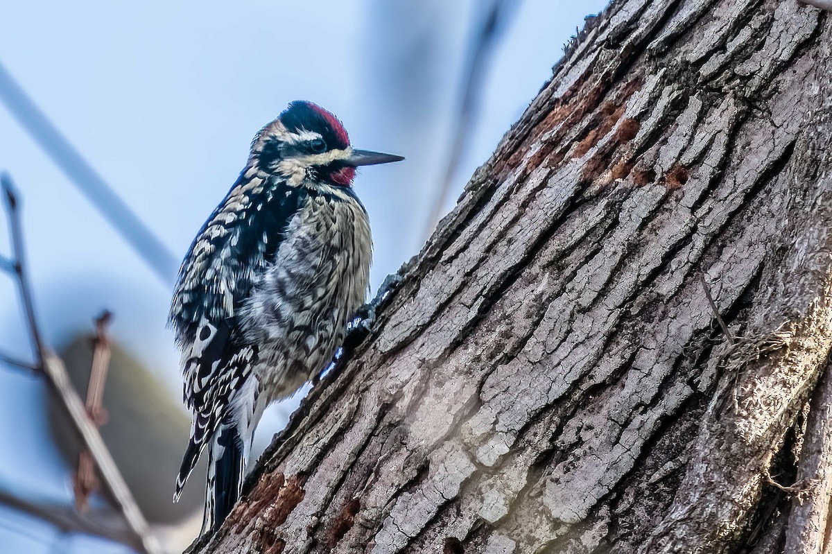 Yellow-bellied Sapsucker - ML412234871