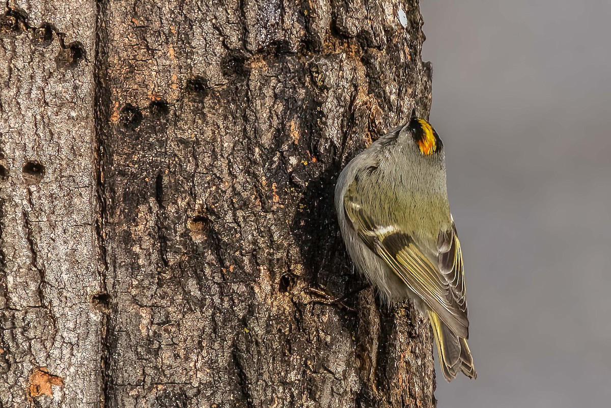 Golden-crowned Kinglet - Bill Wood