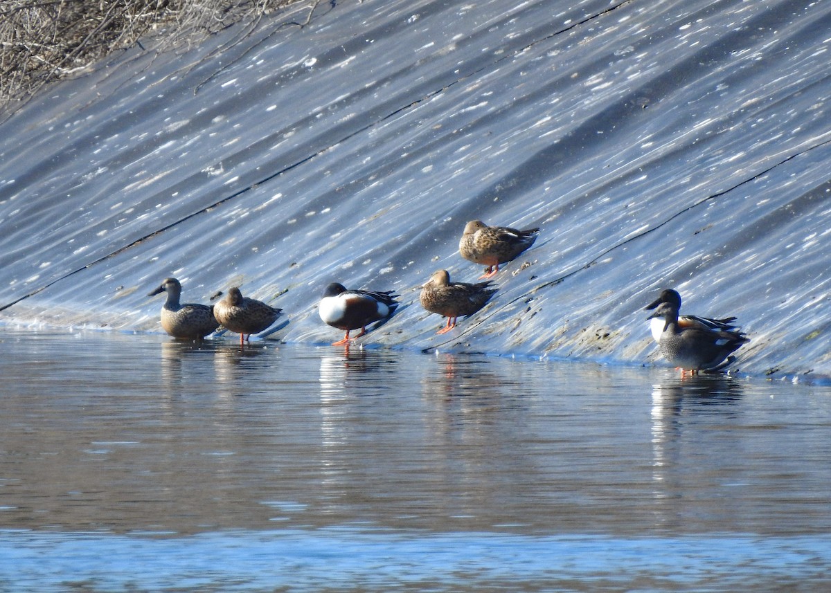 Canard souchet - ML412236321