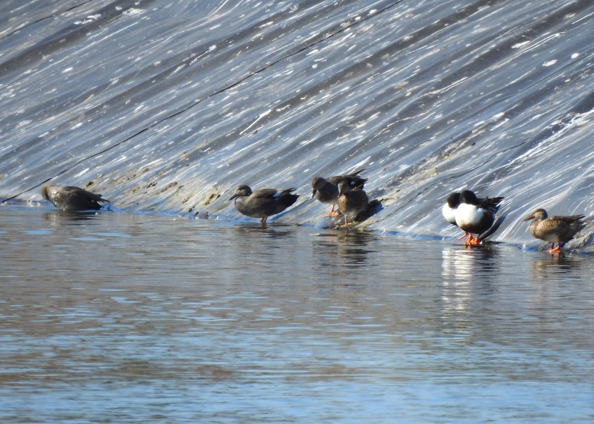 Canard chipeau - ML412236501