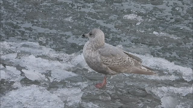 Gaviota Groenlandesa (thayeri/kumlieni) - ML412237881