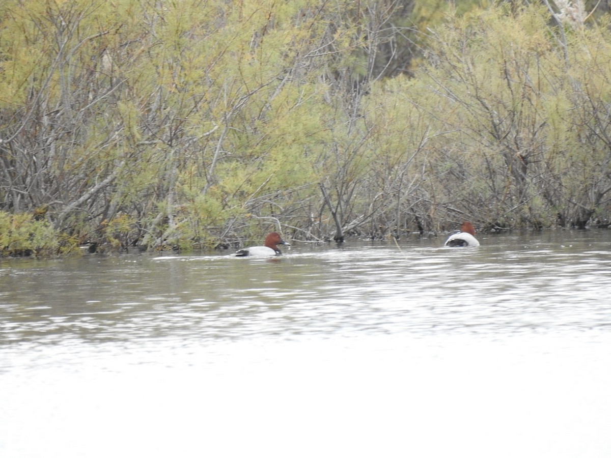 Common Pochard - ML412237951