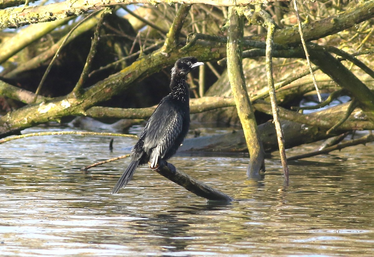 Pygmy Cormorant - ML412238201