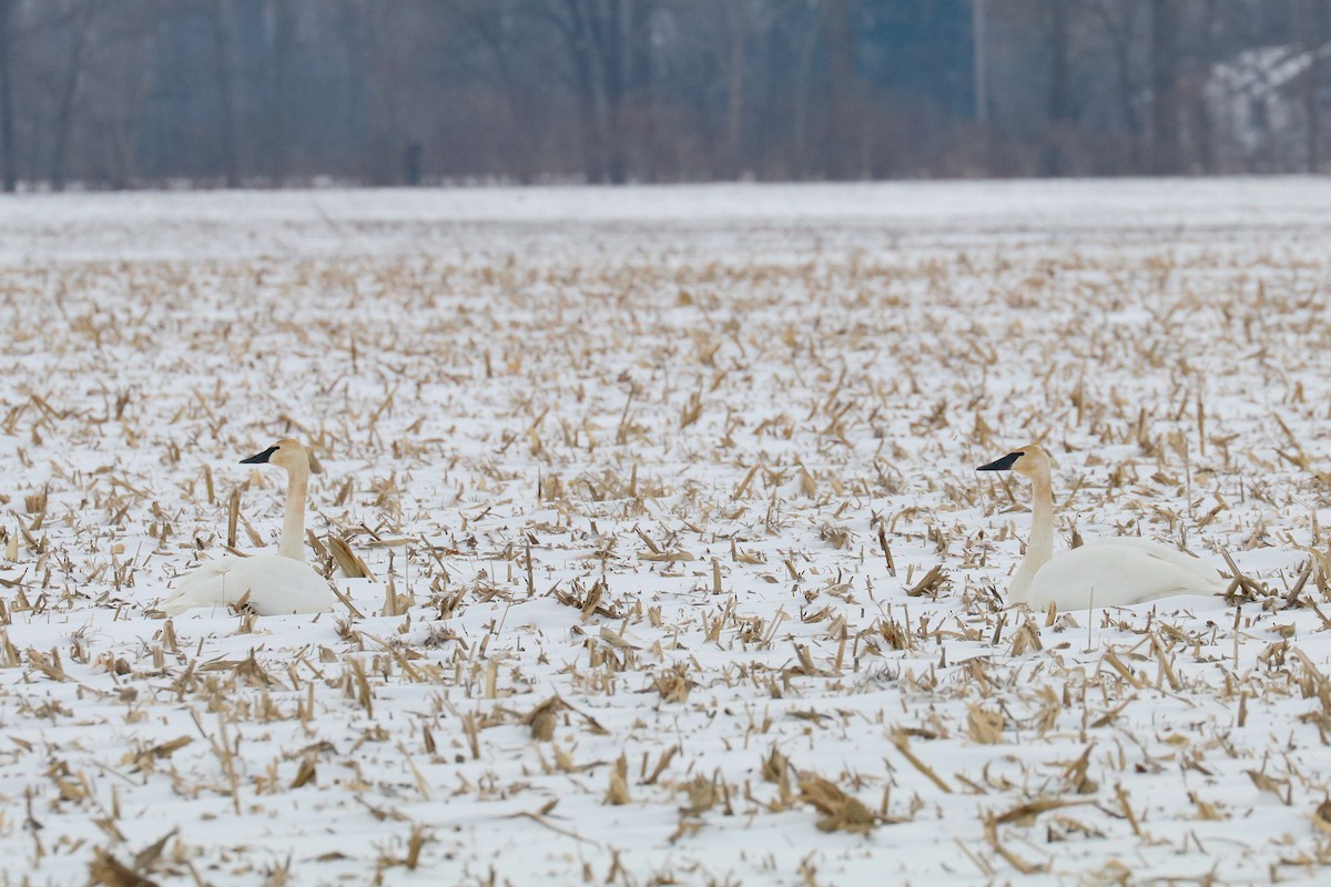 Trumpeter Swan - ML412239521