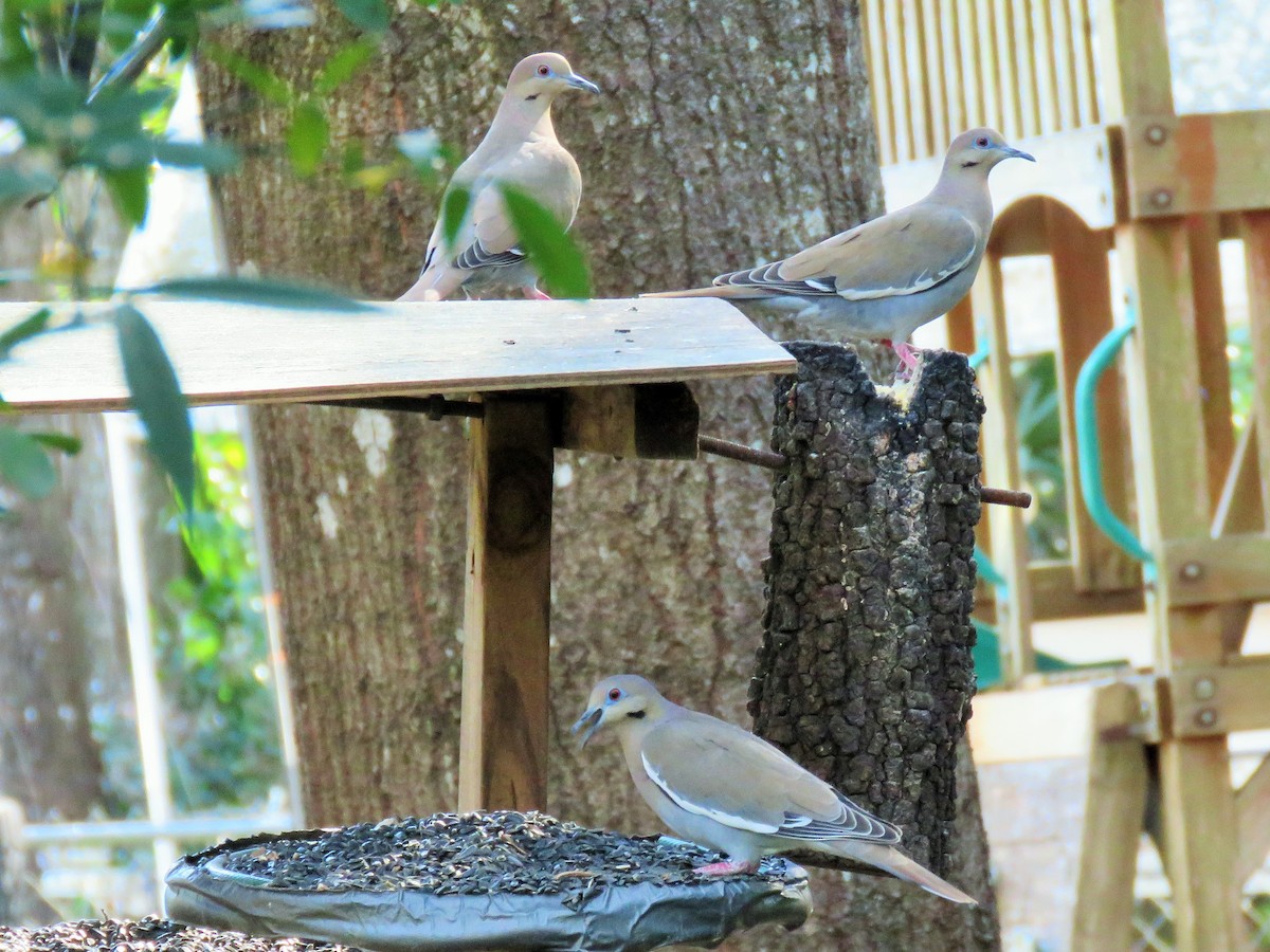 White-winged Dove - Ken Spilios