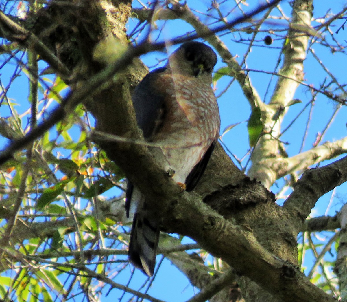 Sharp-shinned Hawk - ML412239691