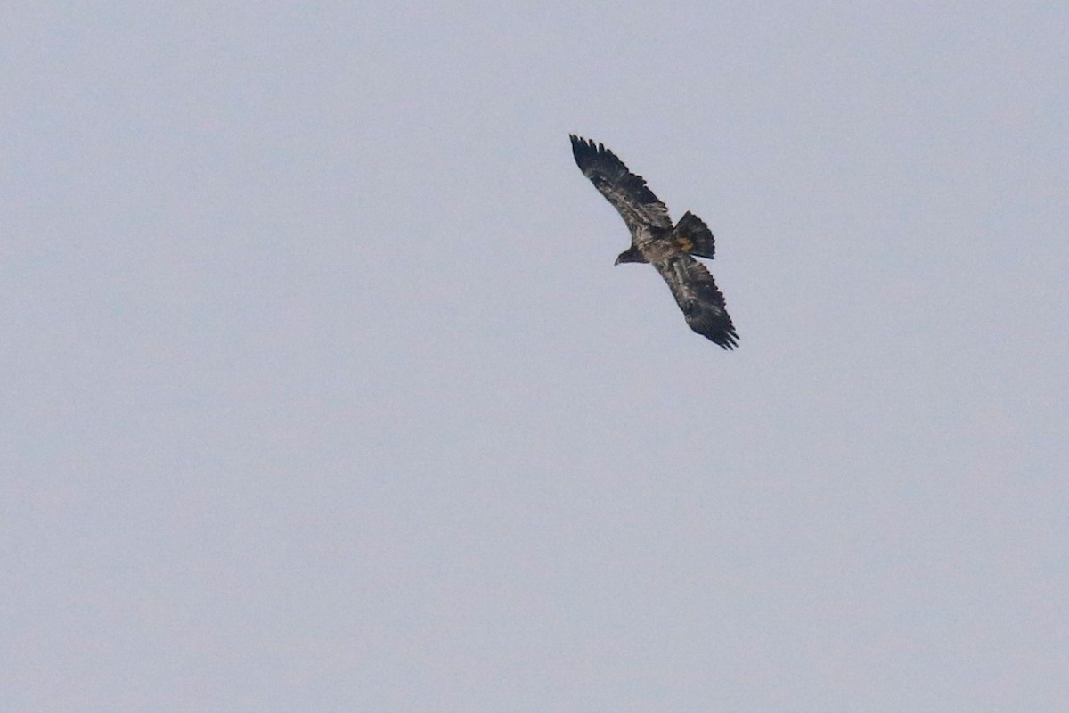 Bald Eagle - ML412239811