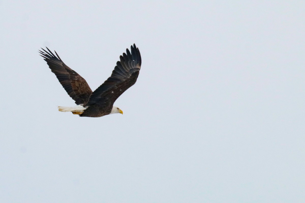 Bald Eagle - ML412239851