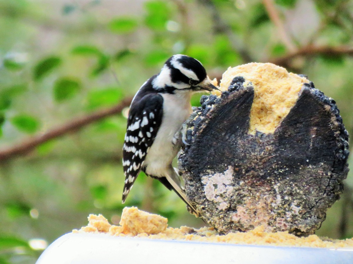 Downy Woodpecker - ML412239891