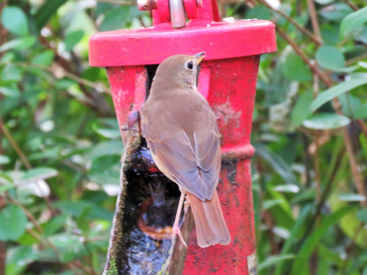 Hermit Thrush - ML412239971