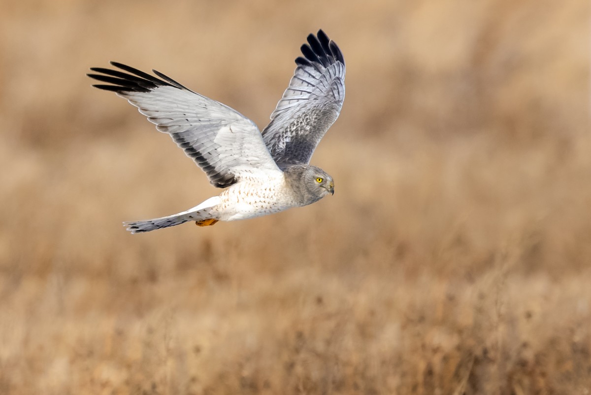 Northern Harrier - Brad Imhoff