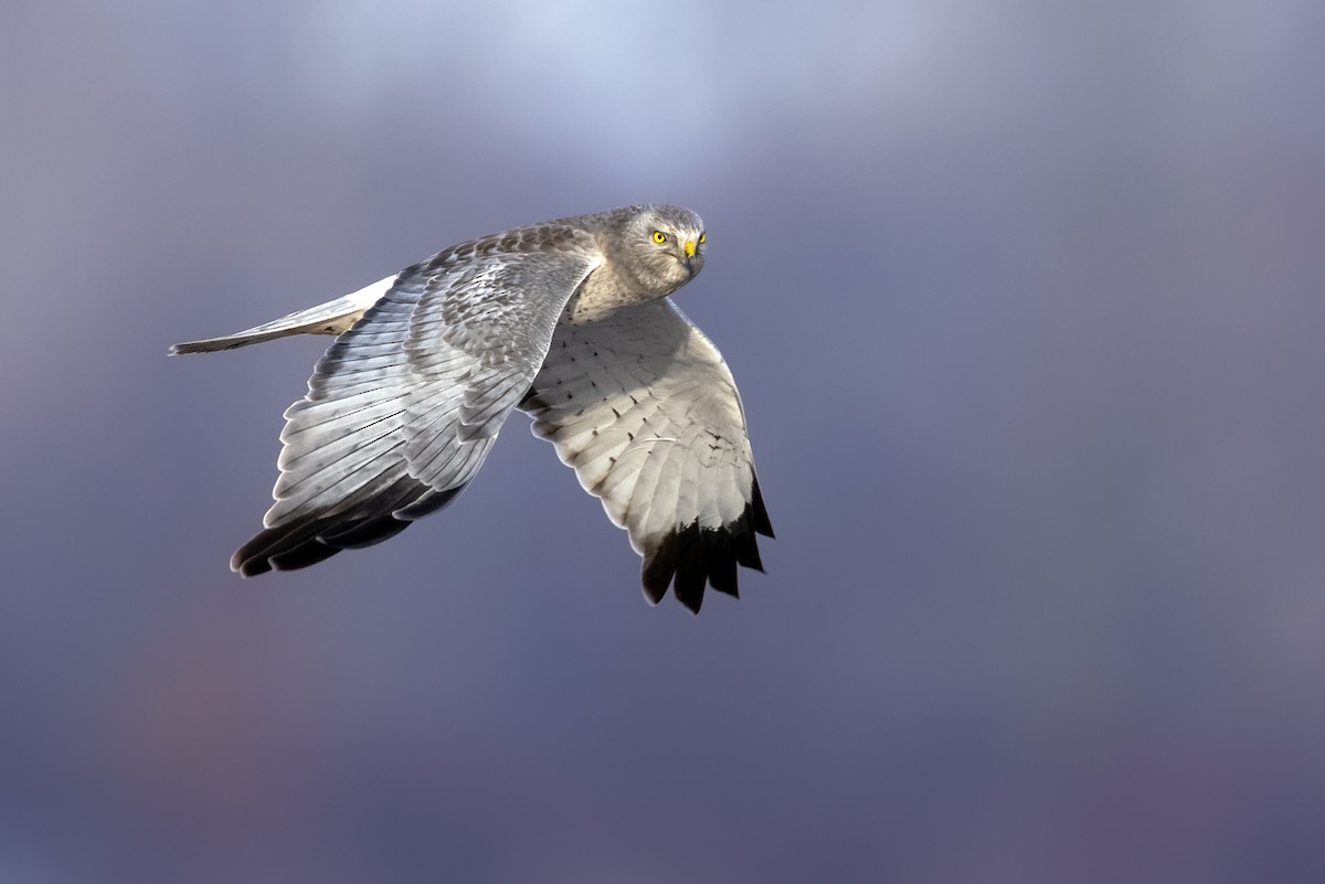 Northern Harrier - ML412240231