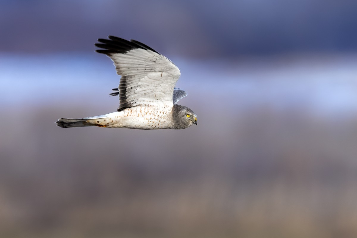 Northern Harrier - Brad Imhoff