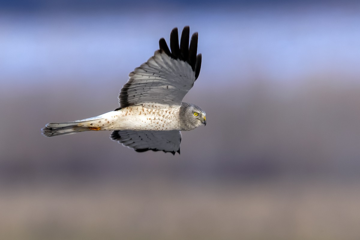 Northern Harrier - Brad Imhoff