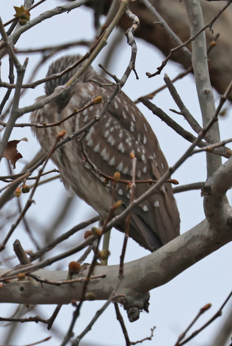 Black-crowned Night Heron - ML412240351