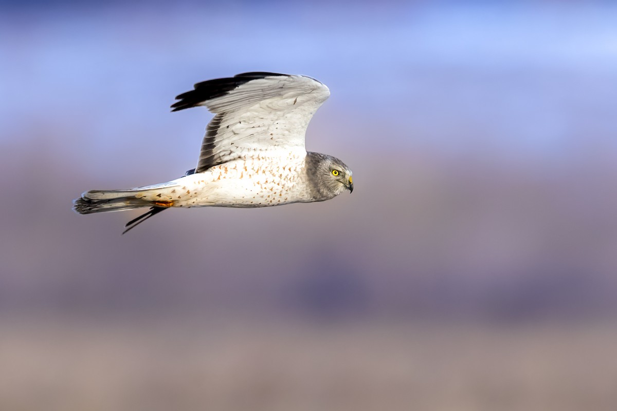 Northern Harrier - ML412240381