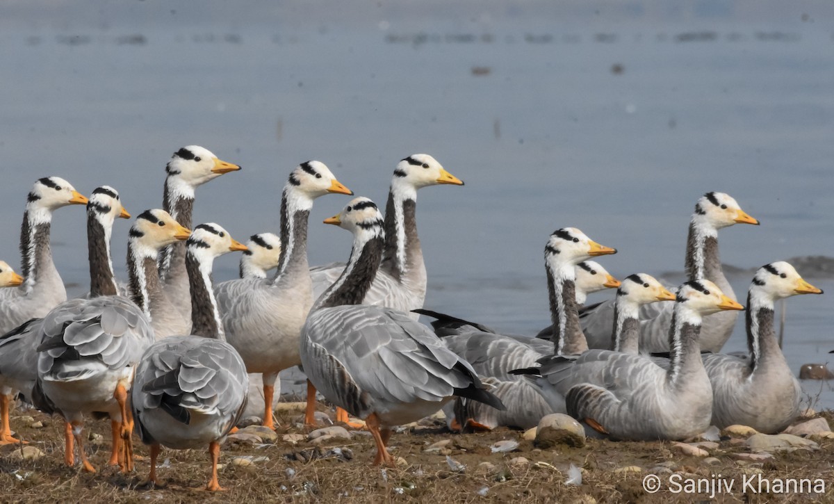 Bar-headed Goose - ML412241541