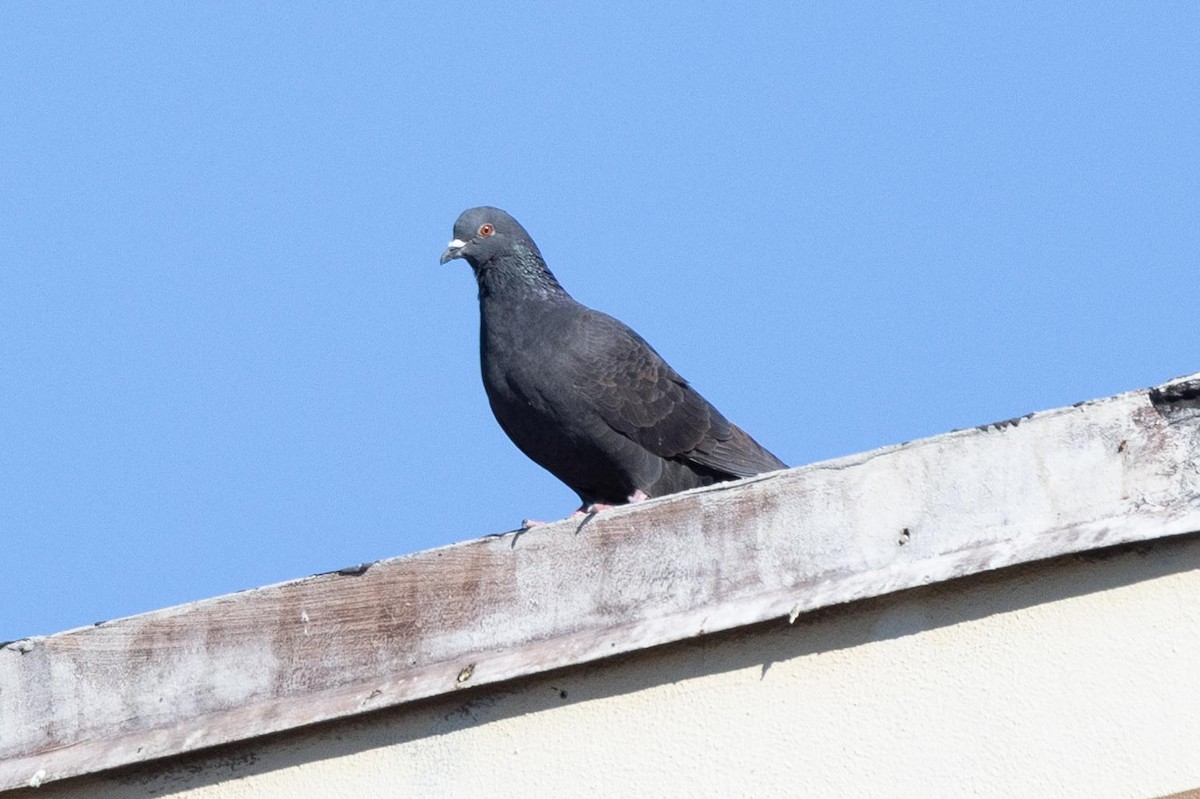 Rock Pigeon (Feral Pigeon) - Ann Van Sant