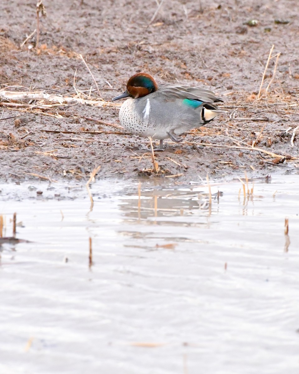 Green-winged Teal - ML412242891