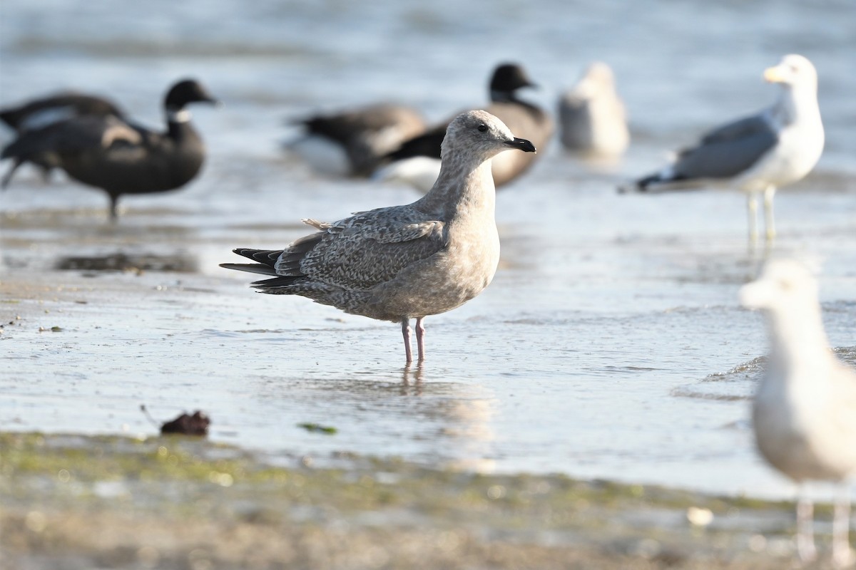 Gaviota Groenlandesa (thayeri) - ML412242931