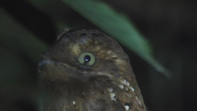 Rufous Potoo - ML412245261