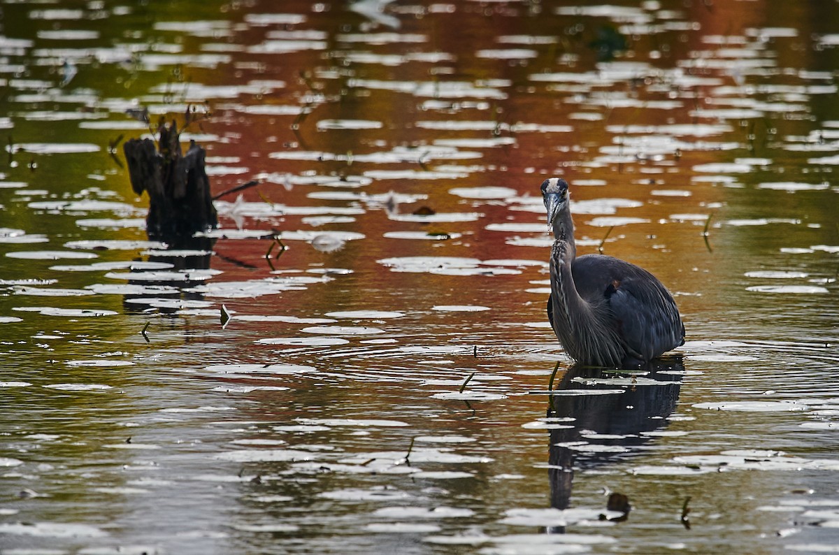 Great Blue Heron - ML412245881