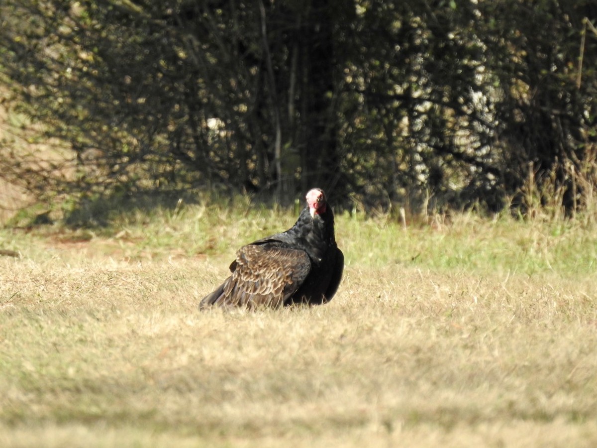 Turkey Vulture - Karen Seward