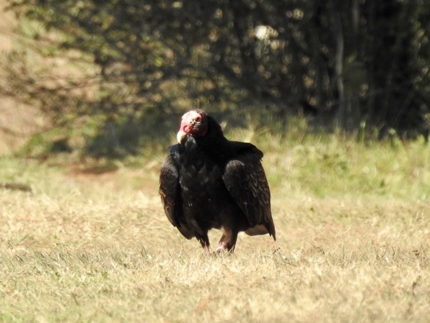 Turkey Vulture - ML412246171