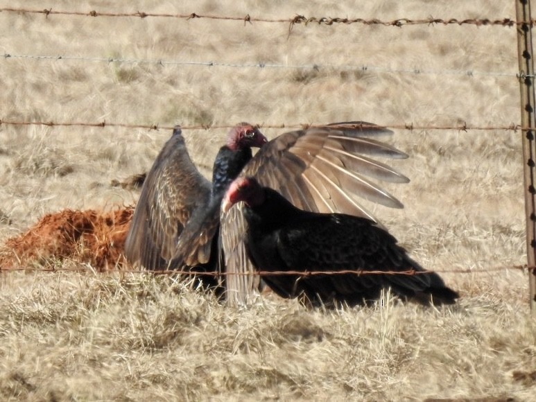 Turkey Vulture - ML412246181