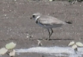 Semipalmated Plover - ML412247471