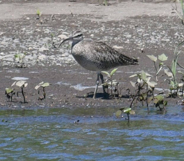 Whimbrel - ML412247521