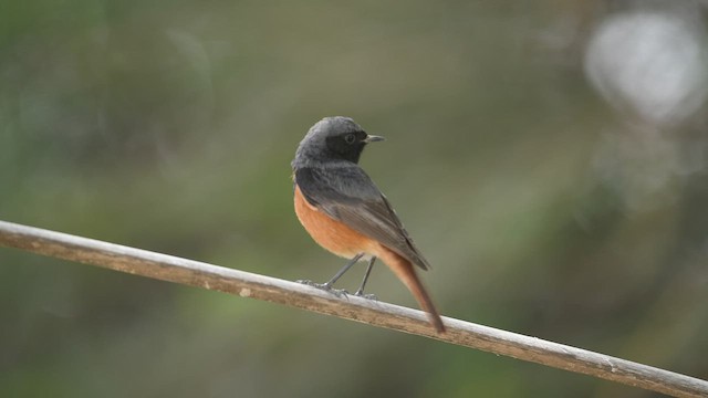 Black Redstart - ML412250491