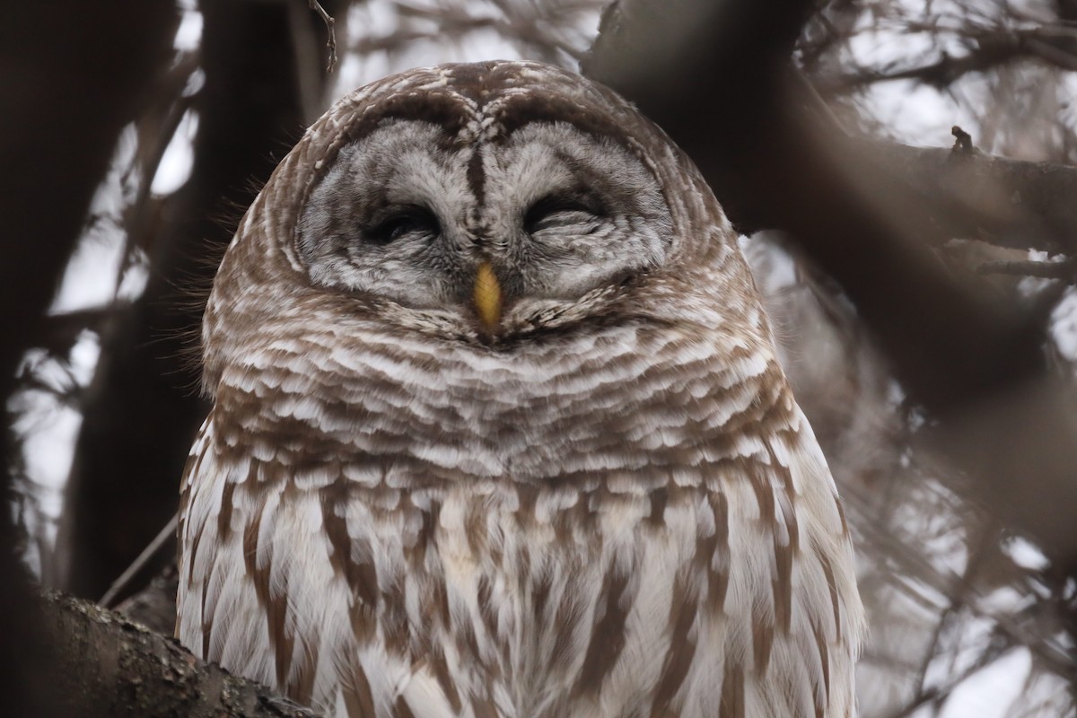 Barred Owl - Ira Blau