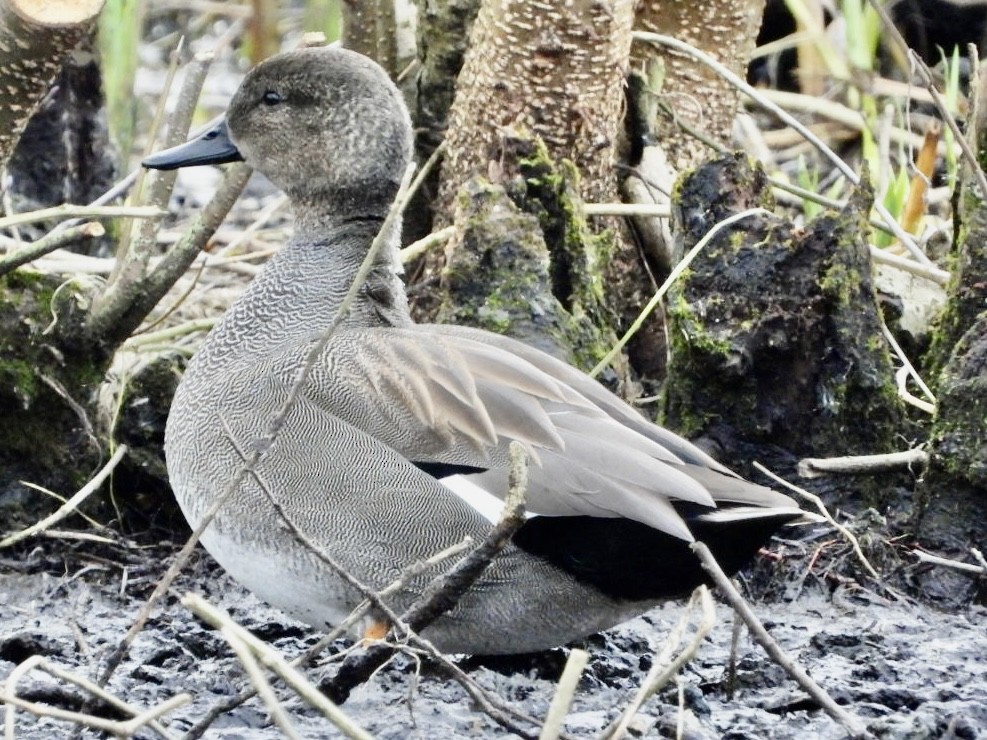 Gadwall - ML412255171