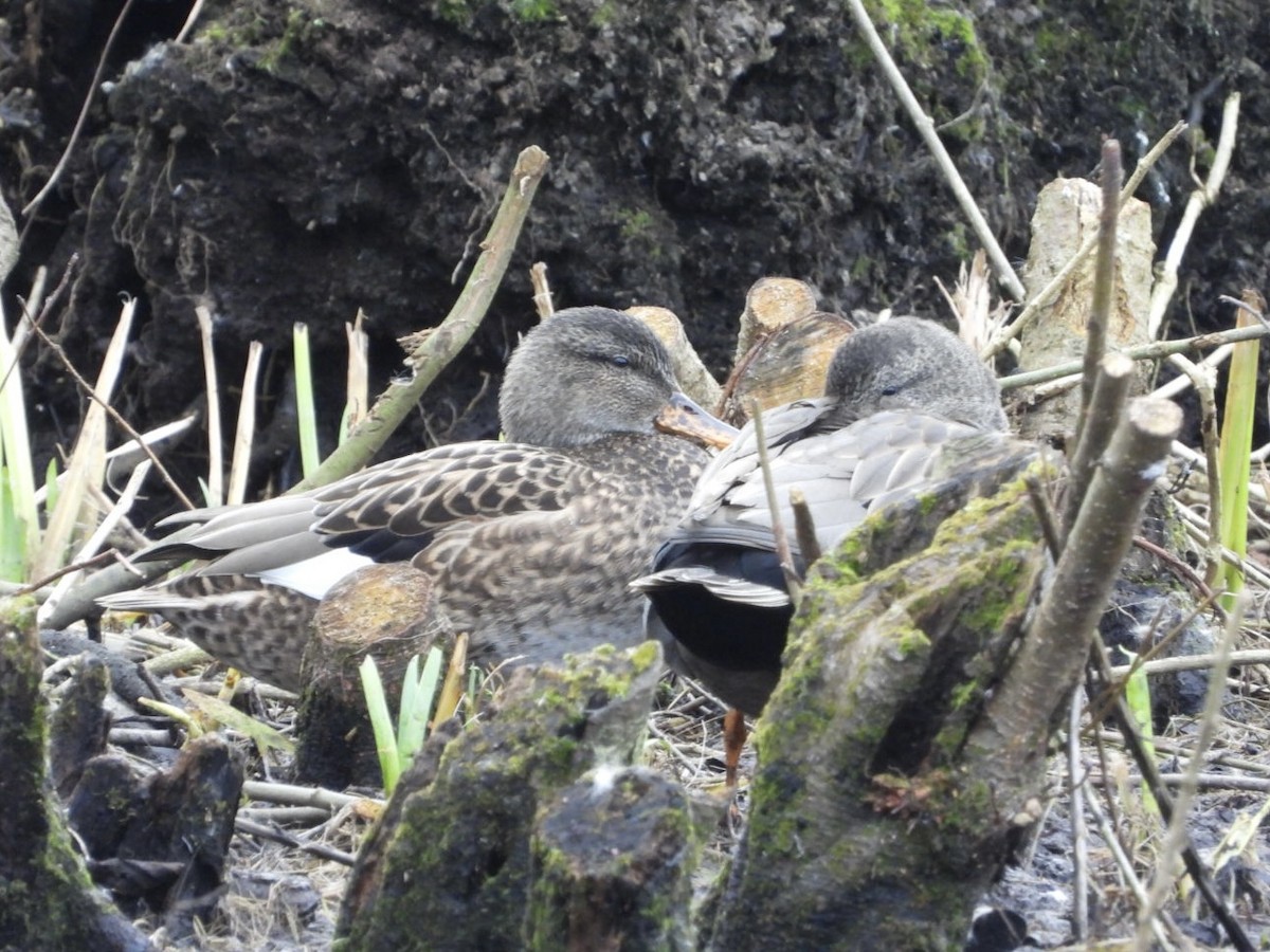 Gadwall - ML412255181