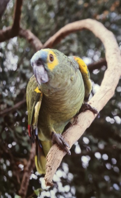Turquoise-fronted Parrot - ML412255571