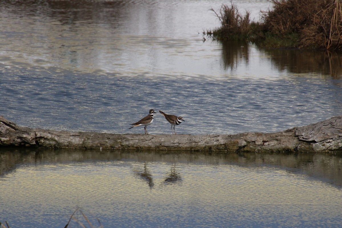 Killdeer - ML412255661