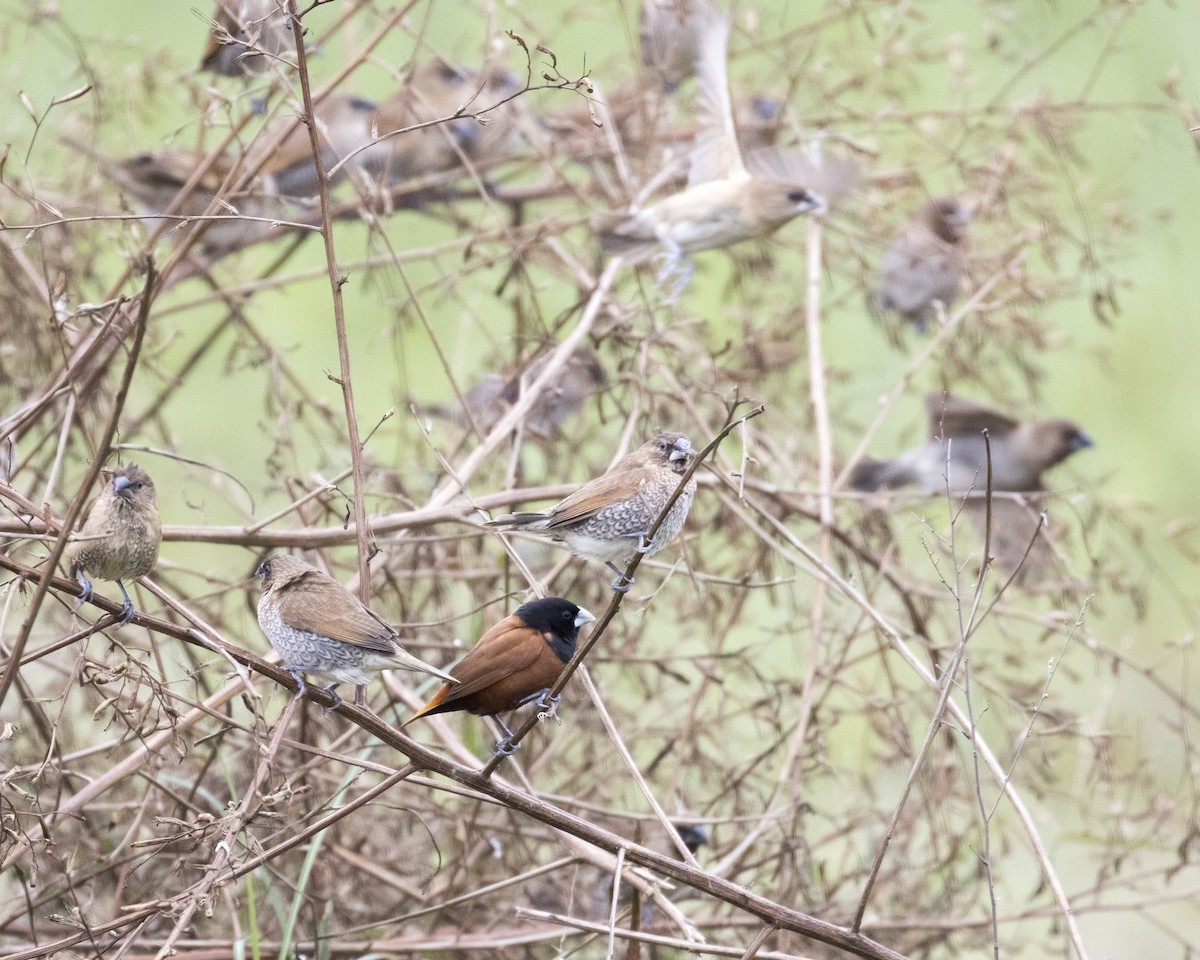 Chestnut Munia - ML412256271