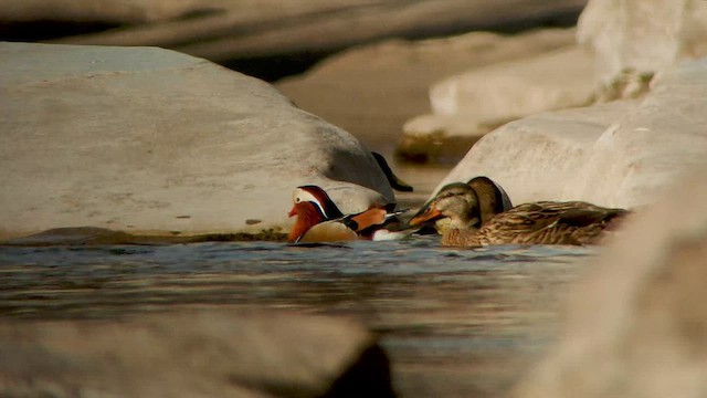 Mandarin Duck - ML412256551