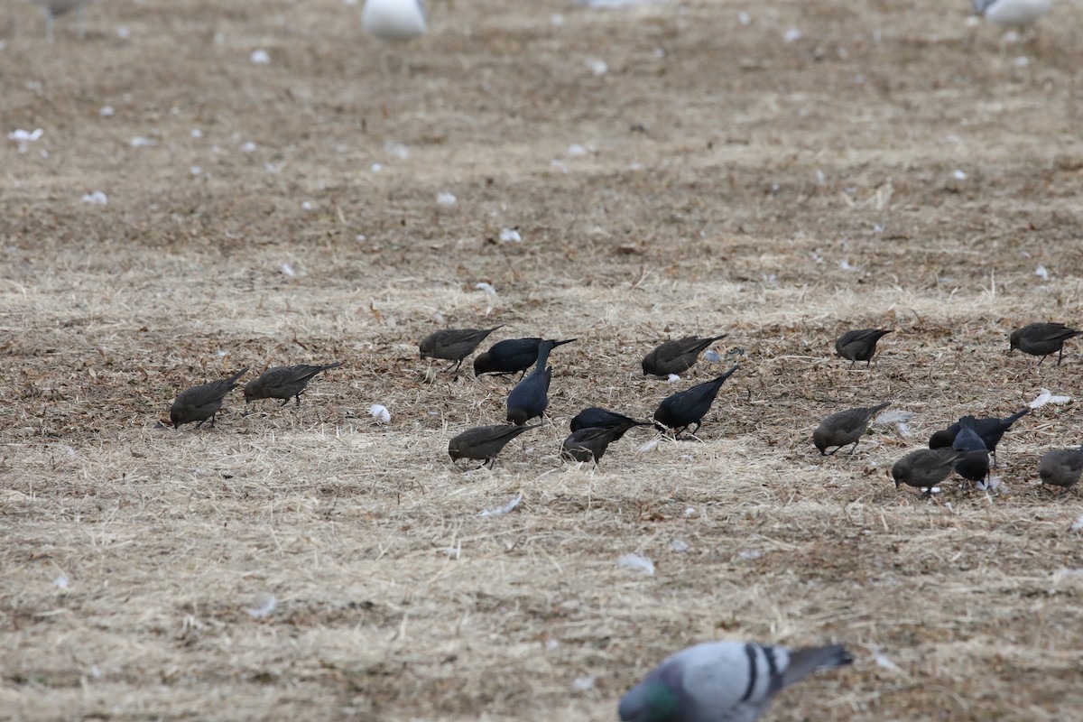 Brown-headed Cowbird - Amy and Toby