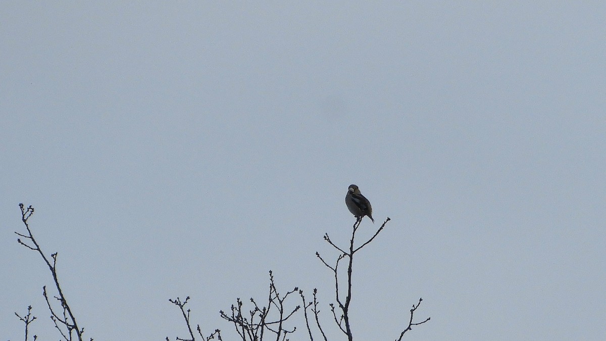 Hawfinch - ML412258321