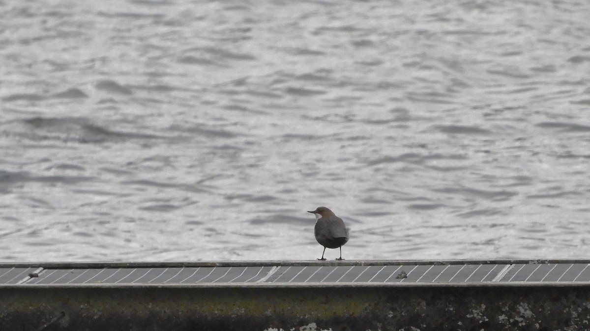 White-throated Dipper - ML412258351