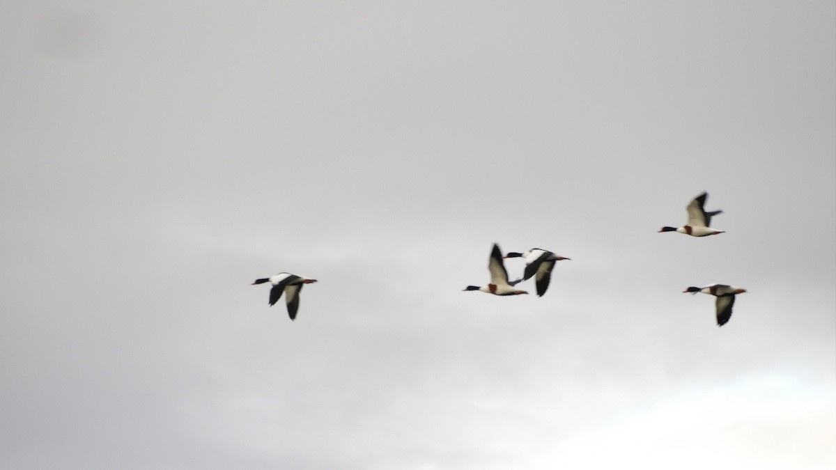 Common Shelduck - Andy  Woodward