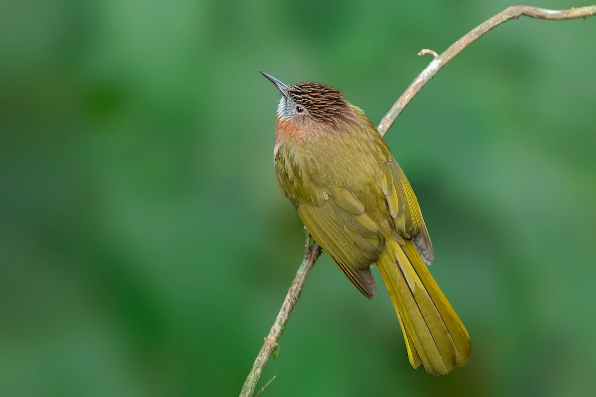 Mountain Bulbul - ML412258821