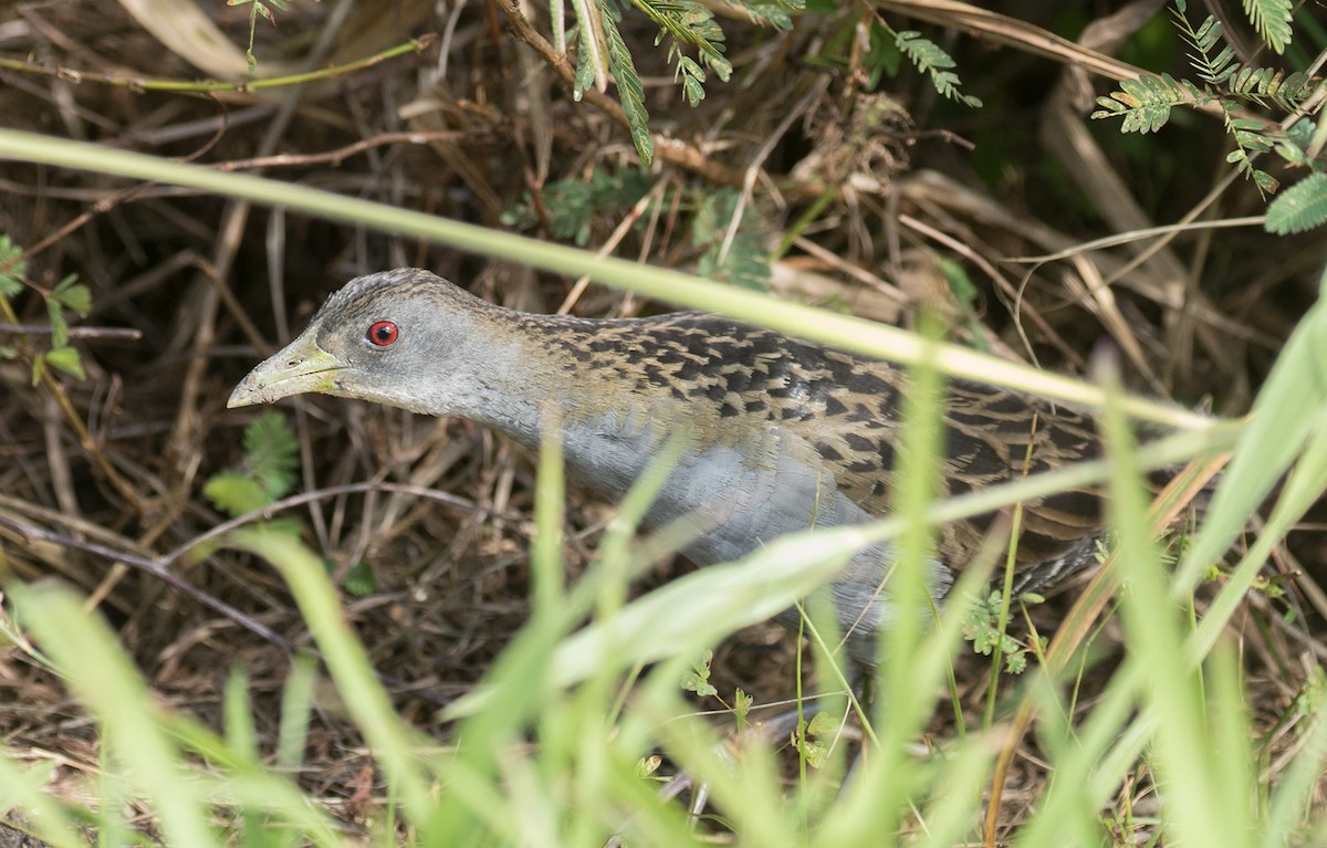 Ash-throated Crake - ML412259821