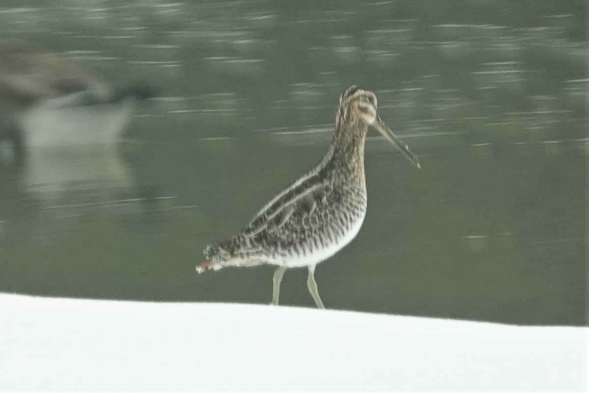 Wilson's Snipe - ML412260951