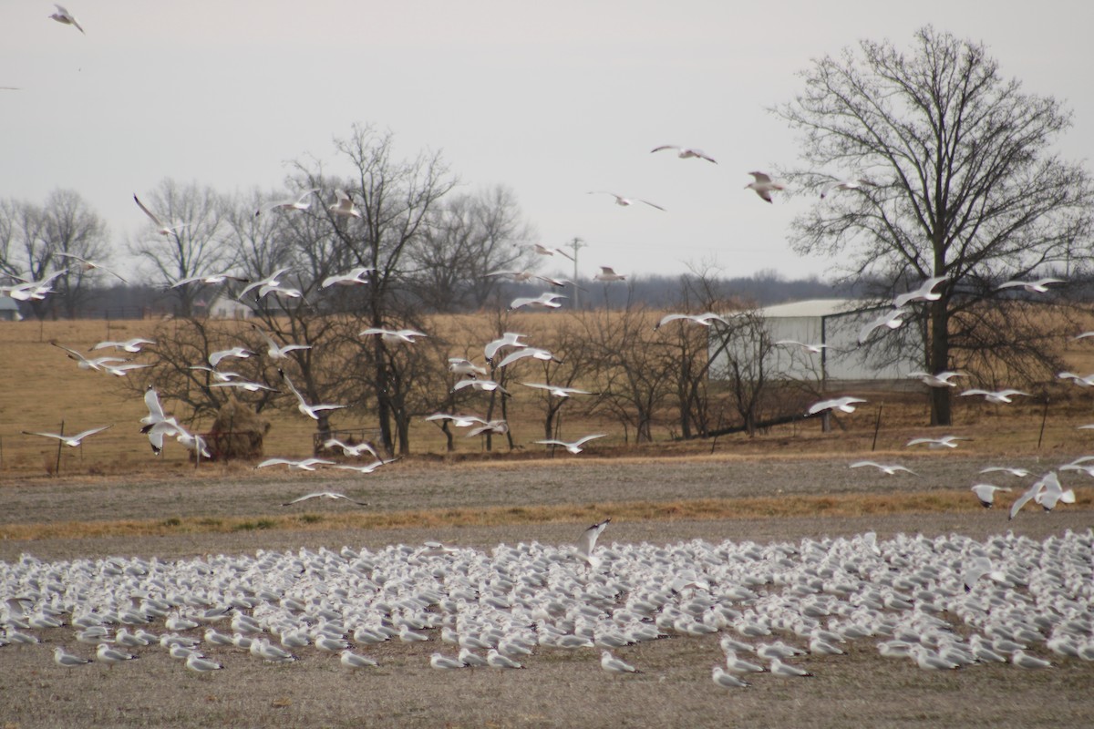 Ring-billed Gull - Alex Marine